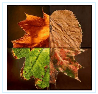 herfst yurls